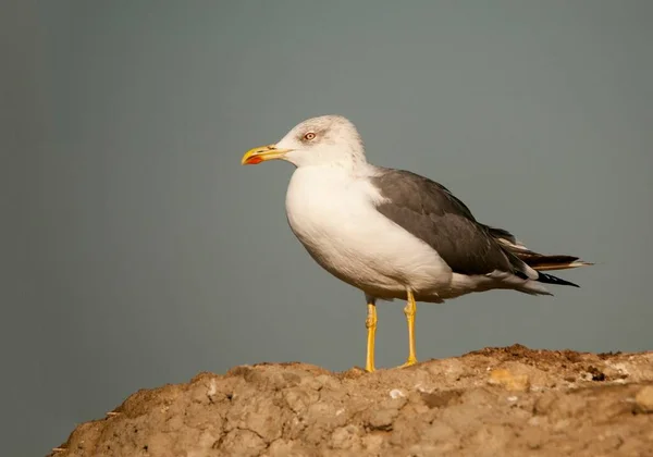 The shadow gull is a species of Charadriiform bird in the Laridae family. — Zdjęcie stockowe