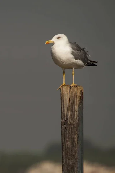 The shadow gull is a species of Charadriiform bird in the Laridae family. — Fotografia de Stock