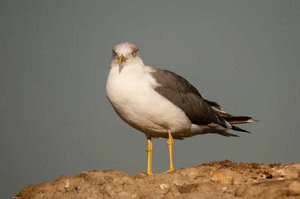 The shadow gull is a species of Charadriiform bird in the Laridae family. — Fotografia de Stock