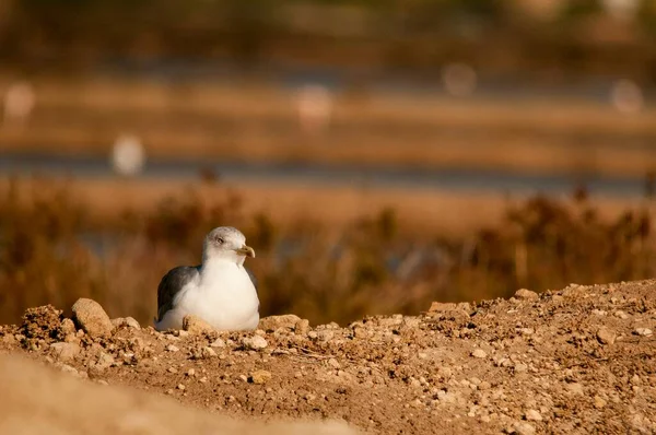 The shadow gull is a species of Charadriiform bird in the Laridae family. — Fotografia de Stock