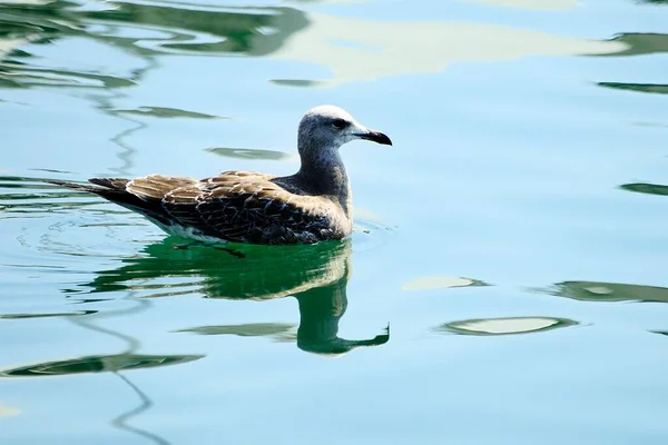 The shadow gull is a species of Charadriiform bird in the Laridae family. — Foto Stock