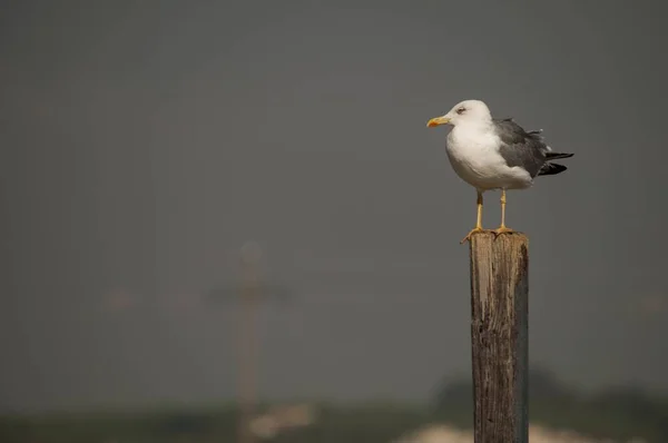 The shadow gull is a species of Charadriiform bird in the Laridae family. — Photo