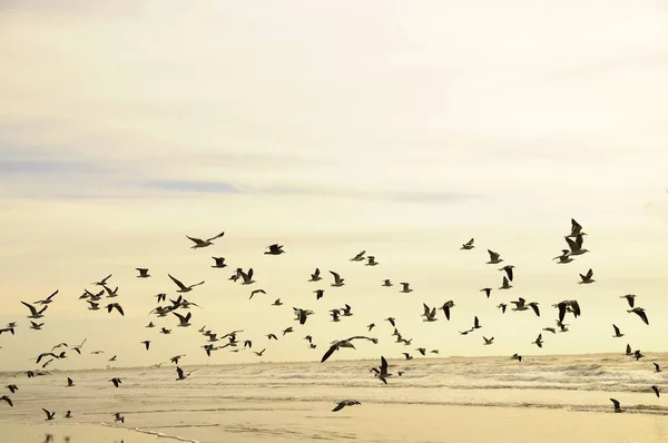 The shadow gull is a species of Charadriiform bird in the Laridae family.