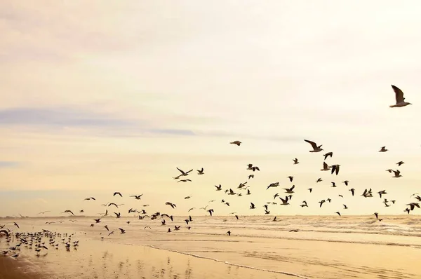 シャドウ・グル（英: Shadow gull）は、ヤマネコ科のチャラドリフォーム鳥の一種。. — ストック写真