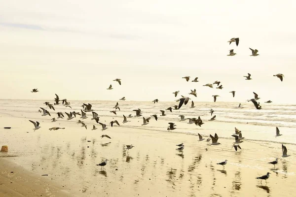 The shadow gull is a species of Charadriiform bird in the Laridae family.