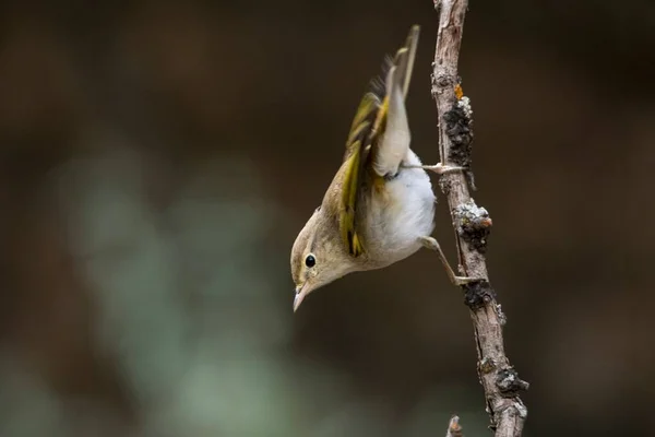 The papialbo mosquito is a species of passerine bird in the Phylloscopidae family — Photo