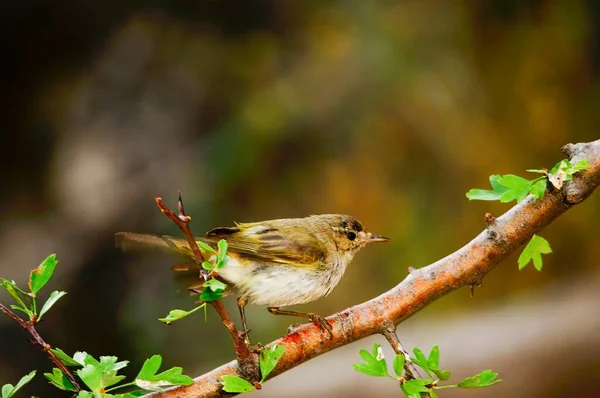 The papialbo mosquito is a species of passerine bird in the Phylloscopidae family — Photo