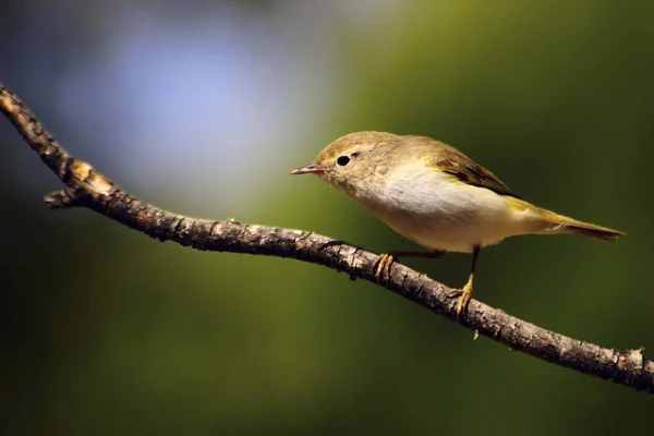 The papialbo mosquito is a species of passerine bird in the Phylloscopidae family — Foto Stock