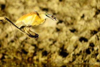 The Squacco Heron is a species of pelecaniform bird in the Ardeidae family.