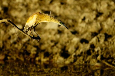 The Squacco Heron is a species of pelecaniform bird in the Ardeidae family.