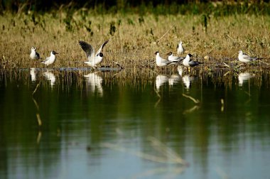 The laughing gull is a species of caradriform bird in the Laridae family.