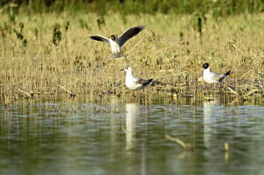 The laughing gull is a species of caradriform bird in the Laridae family.