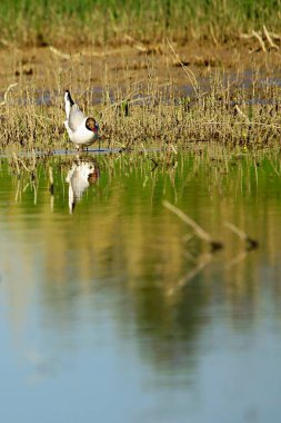The laughing gull is a species of caradriform bird in the Laridae family.