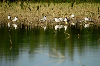 The laughing gull is a species of caradriform bird in the Laridae family.