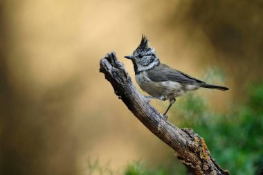 The blue tit is a species of passerine bird in the Paridae family.