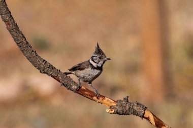 The blue tit is a species of passerine bird in the Paridae family.