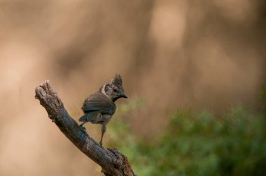 The blue tit is a species of passerine bird in the Paridae family.