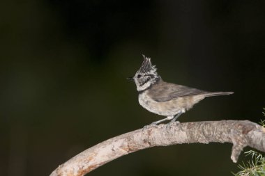 The blue tit is a species of passerine bird in the Paridae family.
