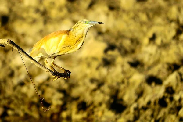 The Squacco Heron is a species of pelecaniform bird in the Ardeidae family. — стокове фото