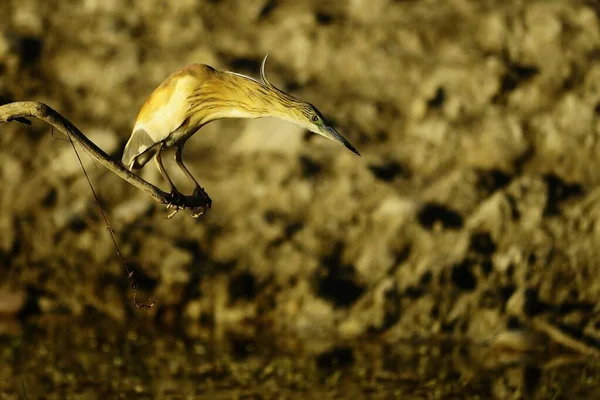The Squacco Heron is a species of pelecaniform bird in the Ardeidae family. — Stock Photo, Image