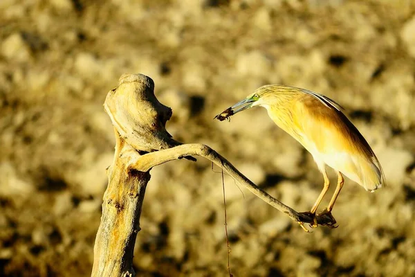 The Squacco Heron is a species of pelecaniform bird in the Ardeidae family. — 스톡 사진