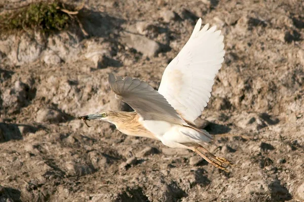 The Squacco Heron is a species of pelecaniform bird in the Ardeidae family. — Foto de Stock