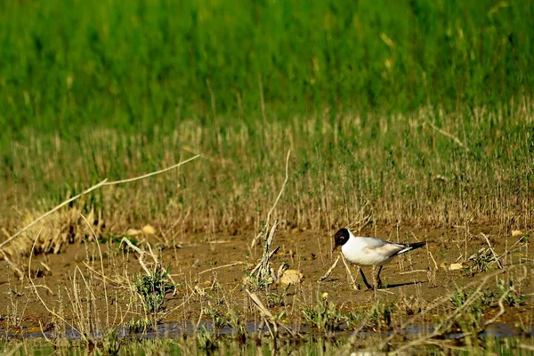 The laughing gull is a species of caradriform bird in the Laridae family. — Stock fotografie