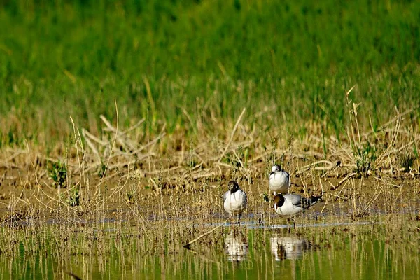 The laughing gull is a species of caradriform bird in the Laridae family. — Zdjęcie stockowe