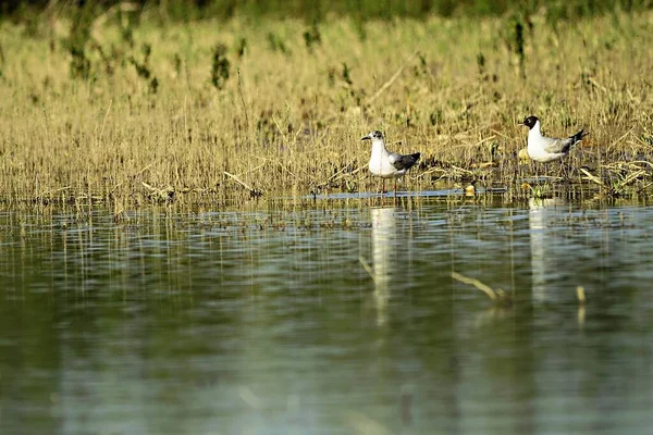 The laughing gull is a species of caradriform bird in the Laridae family. — Zdjęcie stockowe