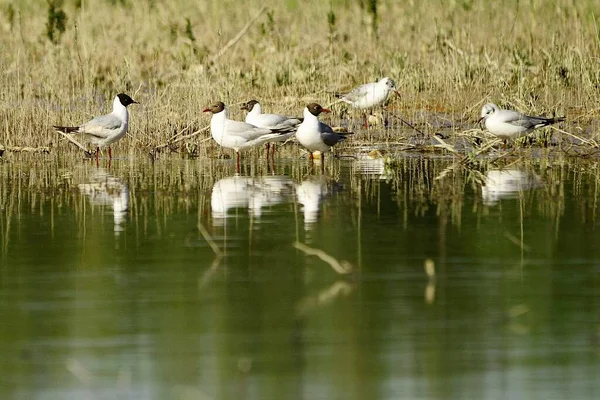 The laughing gull is a species of caradriform bird in the Laridae family. — 图库照片