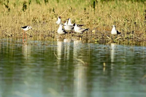 The laughing gull is a species of caradriform bird in the Laridae family. — Fotografia de Stock