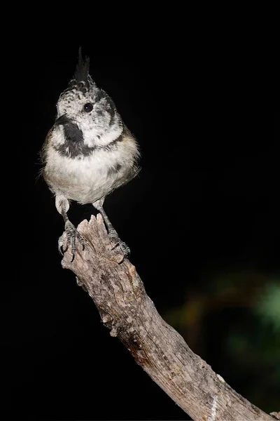 The blue tit is a species of passerine bird in the Paridae family. — Stock Fotó