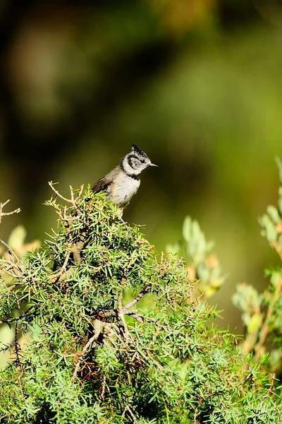 The blue tit is a species of passerine bird in the Paridae family. — стокове фото