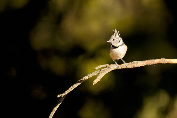 The blue tit is a species of passerine bird in the Paridae family. — 스톡 사진