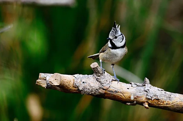 The blue tit is a species of passerine bird in the Paridae family. — Stockfoto