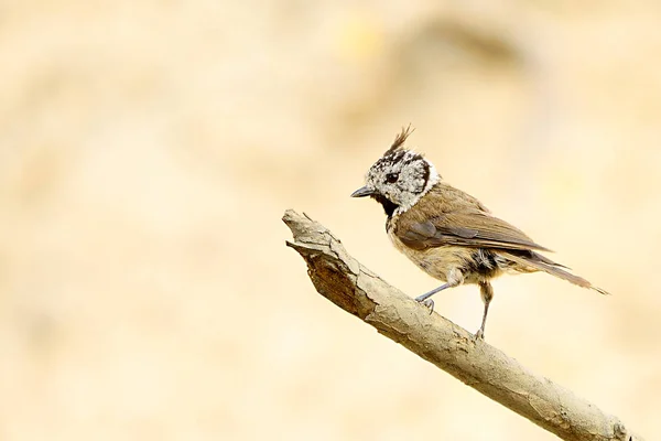 The blue tit is a species of passerine bird in the Paridae family. — Stock fotografie