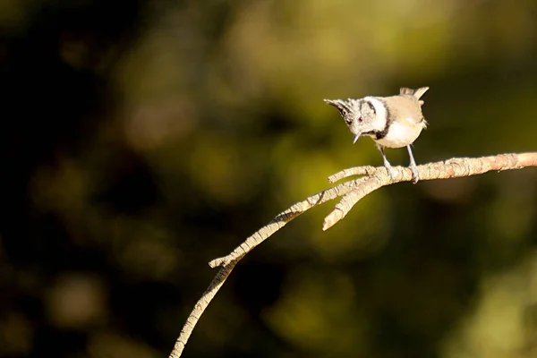 The blue tit is a species of passerine bird in the Paridae family. — 스톡 사진