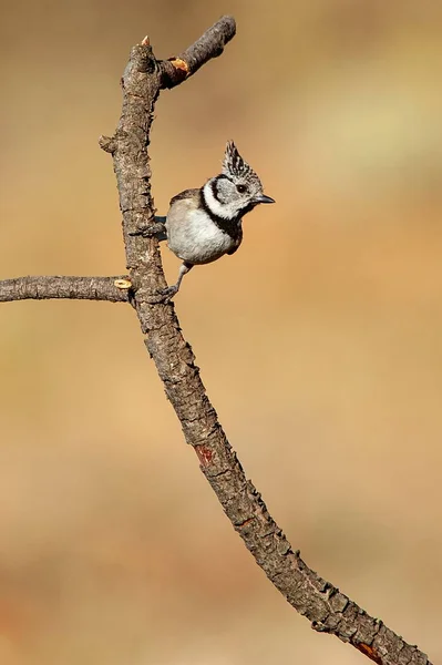 The blue tit is a species of passerine bird in the Paridae family. — Stockfoto