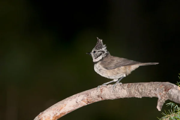 The blue tit is a species of passerine bird in the Paridae family. — Stock Photo, Image