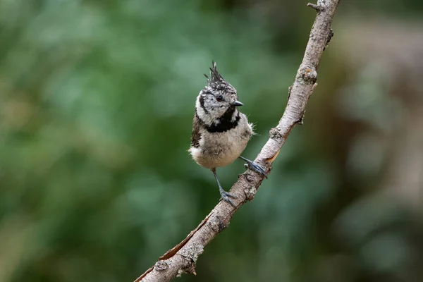 The blue tit is a species of passerine bird in the Paridae family. — Stock Fotó
