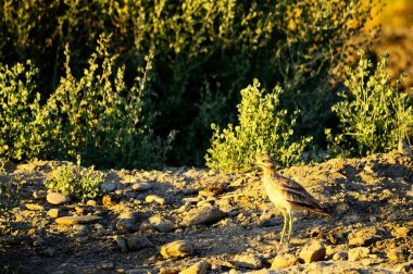 The stone curlew is a species of caradriform bird in the Burhinidae family