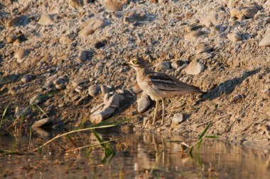 The stone curlew is a species of caradriform bird in the Burhinidae family
