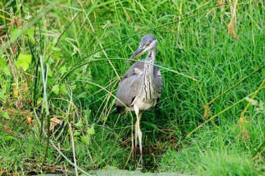 The gray heron or airon is a species of pelecaniform bird of the Ardeidae family.