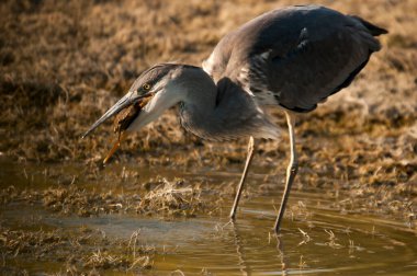 The gray heron or airon is a species of pelecaniform bird of the Ardeidae family.