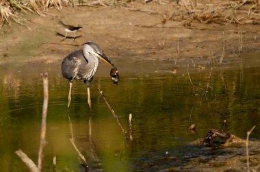 The gray heron or airon is a species of pelecaniform bird of the Ardeidae family.