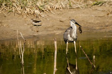 The gray heron or airon is a species of pelecaniform bird of the Ardeidae family.