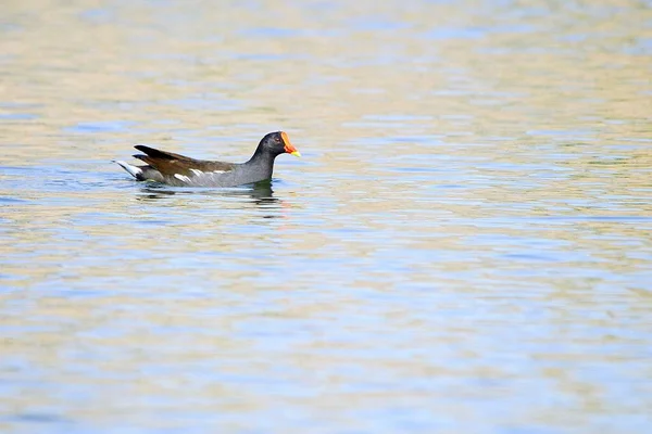 The common redfish or moorhen is a species of bird in the family Rallidae. — 스톡 사진