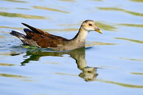 The common redfish or moorhen is a species of bird in the family Rallidae. — Foto Stock