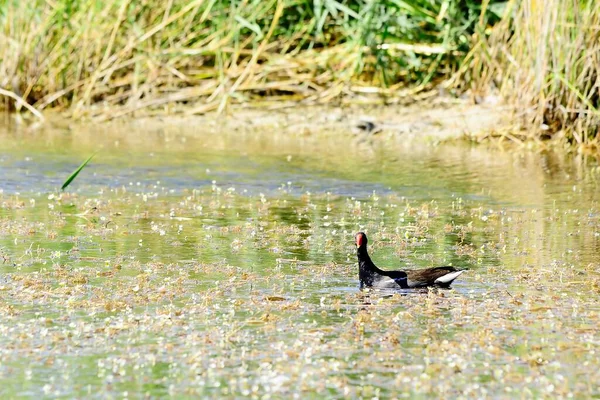 The common redfish or moorhen is a species of bird in the family Rallidae. — Photo