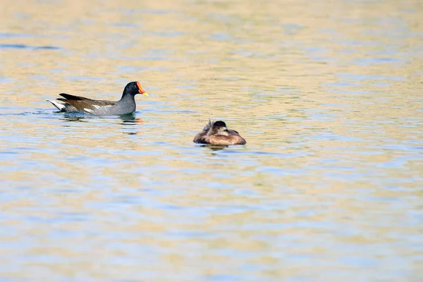 The common redfish or moorhen is a species of bird in the family Rallidae. — Stock Photo, Image